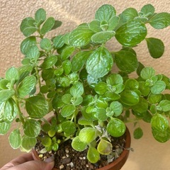 アロマティカス　1本80円の画像