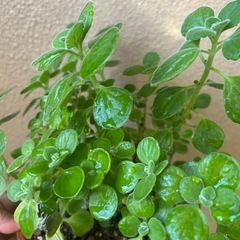 アロマティカス　1本80円の画像