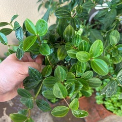 ペペロミア　フェアリーの画像