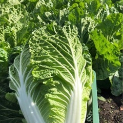キャベツ白菜大根の画像
