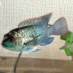 🐟 コバルトブルー アカラの画像