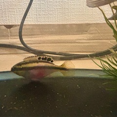 🐟 ペルヴィカクロミス・プルケール ×2匹セットの画像