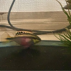 🐟 ペルヴィカクロミス・プルケール ×2匹セットの画像