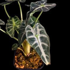 観葉植物 アロカシア　アマゾニカ【初心者さんも安心】水やり簡単♪アクアセル仕様の画像