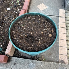 お話し中　植木鉢大　プラスチックの画像