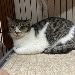 大人しいキジ白女子🧡飼いやすい子