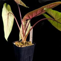 観葉植物 アロカシア　スカルプラム【初心者さんも安心】水やり簡単♪アクアセル仕様の画像