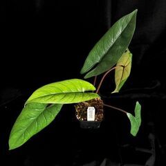 観葉植物 アロカシア　スカルプラム【初心者さんも安心】水やり簡単♪アクアセル仕様の画像