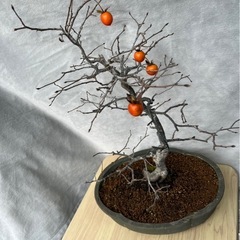 実付き姫柿（ひめがき）盆栽｜樹形良好・そのまま鑑賞できます の画像