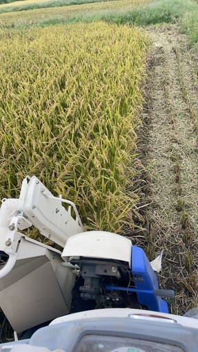 新米ヒノヒカリ