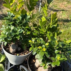 多肉植物　観葉植物　無人販売　エケベリアの画像