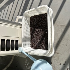 本日限り植木鉢などの画像