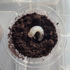 タイリクコーカサス 初令幼虫4頭(CB)①
の画像