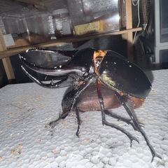 タイリクコーカサス 初令幼虫4頭(CB)①
の画像