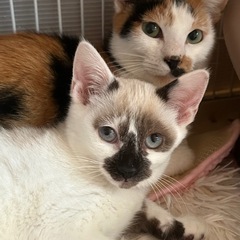 三毛ママ&シャム（ぼんちゃん）🐈🐾