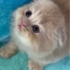 スコティッシュフォールド（純血）とサイベリアン（純血）子猫ミックス