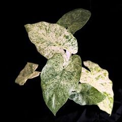 観葉植物 アロカシア　オドラ バリエガータ【初心者さんも安心】水やり簡単♪アクアセル仕様の画像