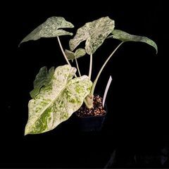 観葉植物 アロカシア　オドラ バリエガータ【初心者さんも安心】水やり簡単♪アクアセル仕様の画像