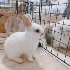 うさぎの赤ちゃん(白)