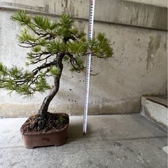 本日限り¥16,000‼️五葉松 中品盆栽｜美しい曲がりの樹形・管理しやすい人気種（高さ約55cm）の画像