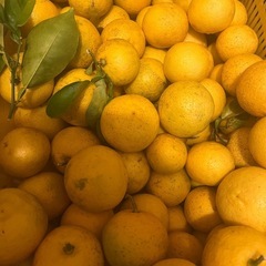 大分県産！　完熟かぼす　の画像