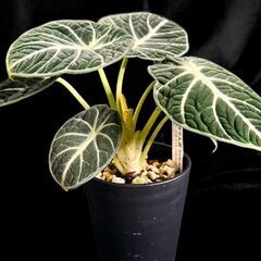 観葉植物 アロカシア　アロカシア ニンジャ　3.5号ロング鉢の画像