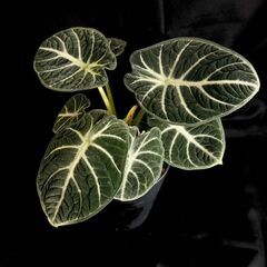 観葉植物 アロカシア　アロカシア ニンジャ　3.5号ロング鉢の画像