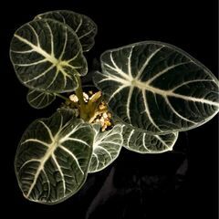 観葉植物 アロカシア　アロカシア ニンジャ　3.5号ロング鉢の画像