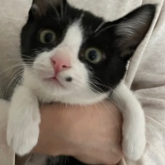 3ヶ月半のハチワレ男の子です。