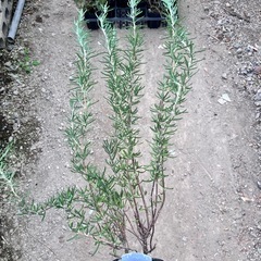 取り引き中ハーブ　ローズマリー１２ポットセットの画像