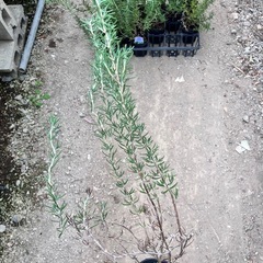 取り引き中ハーブ　ローズマリー１２ポットセットの画像