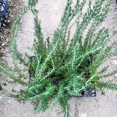 取り引き中ハーブ　ローズマリー１２ポットセットの画像