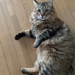 ふわふわ毛並みのキジトラ