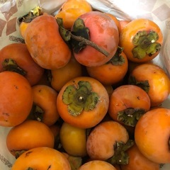 決まりました小さな柿の画像