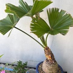 玉クバ　久米島　希少　塊根植物の画像