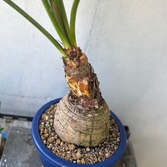 玉クバ　久米島　希少　塊根植物の画像