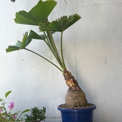 玉クバ　久米島　希少　塊根植物の画像