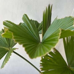 玉クバ　久米島　希少　塊根植物の画像