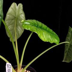 観葉植物 アロカシア　パンカックボーネンシス（プンチャックボーネンシス）　3.5号ロング鉢の画像