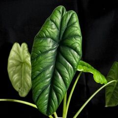 観葉植物 アロカシア　パンカックボーネンシス（プンチャックボーネンシス）　3.5号ロング鉢の画像