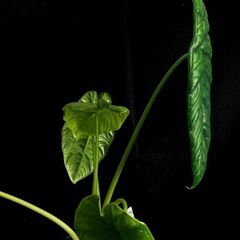 観葉植物 アロカシア　パンカックボーネンシス（プンチャックボーネンシス）　3.5号ロング鉢の画像