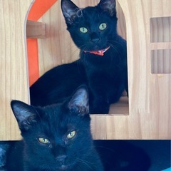 生後4ヶ月オシャレな黒猫兄妹