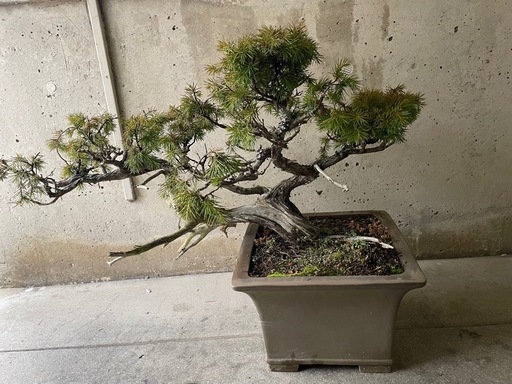 本日限り‼️古木茶松盆栽／力強い幹とシャリのある貴重な一本（即購入OK）