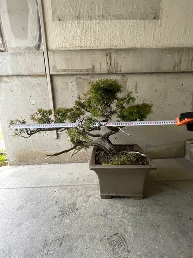 年末特別セール‼️古木茶松盆栽／力強い幹とシャリのある貴重な