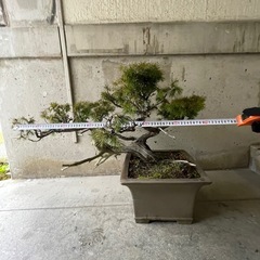 本日限り‼️¥43,000古木茶松盆栽／力強い幹とシャリのある貴重な一本（即購入OK）の画像