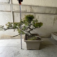 本日限り‼️¥43,000古木茶松盆栽／力強い幹とシャリのある貴重な一本（即購入OK）の画像