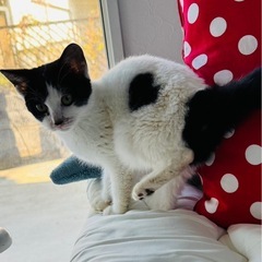 ３〜4ヶ月のオスの子