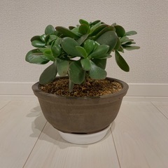 金の成る木の画像