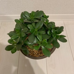 金の成る木の画像