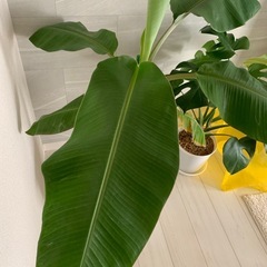 ちょいレア バナナの木の画像